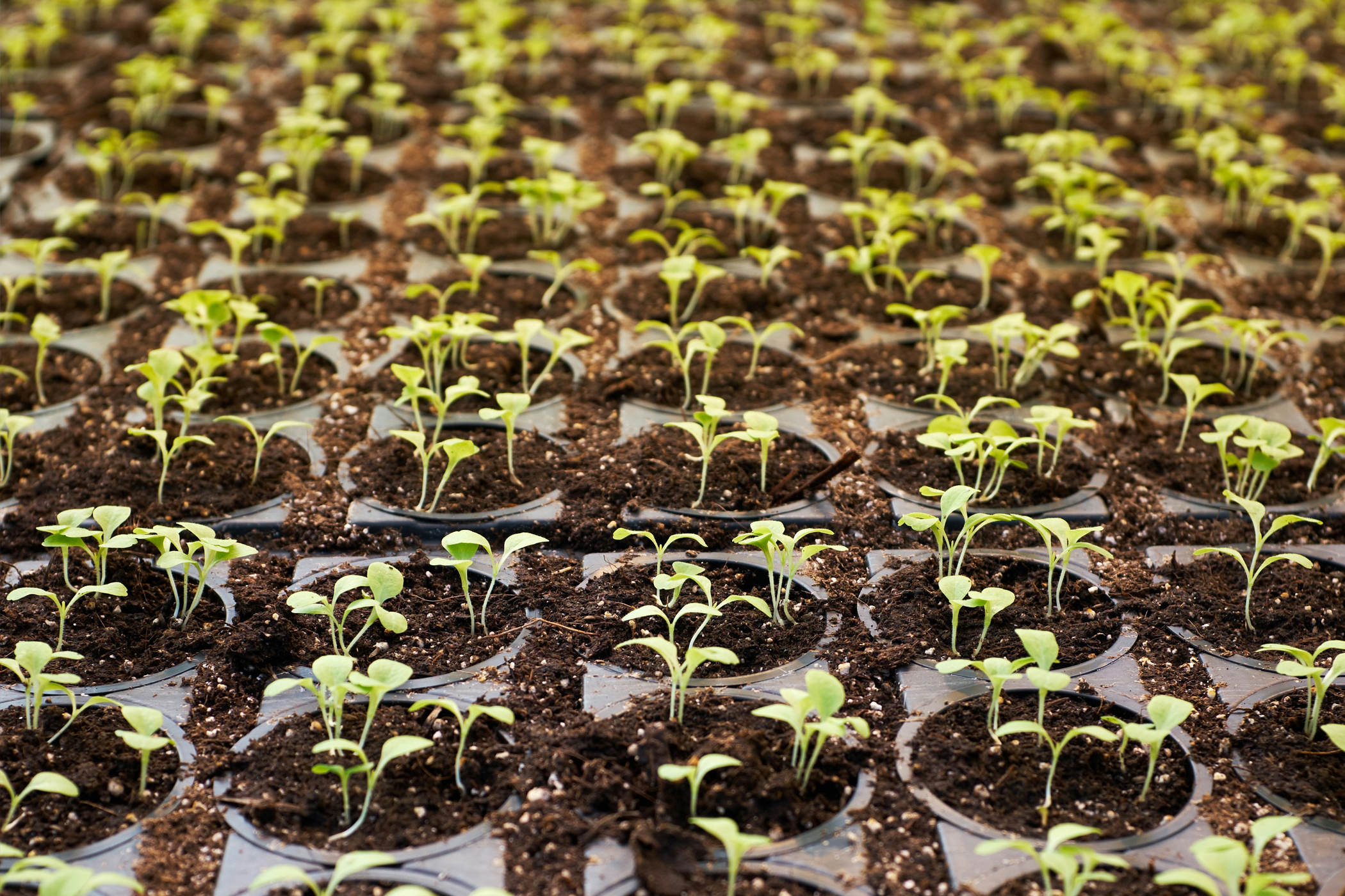 Sustainable Farming Practices